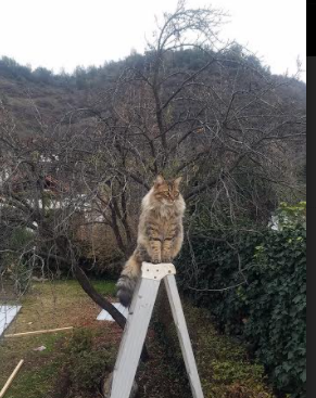 _世界极限运动巡回赛:梦幻场景中的速度激情_,世界极限运动会2020