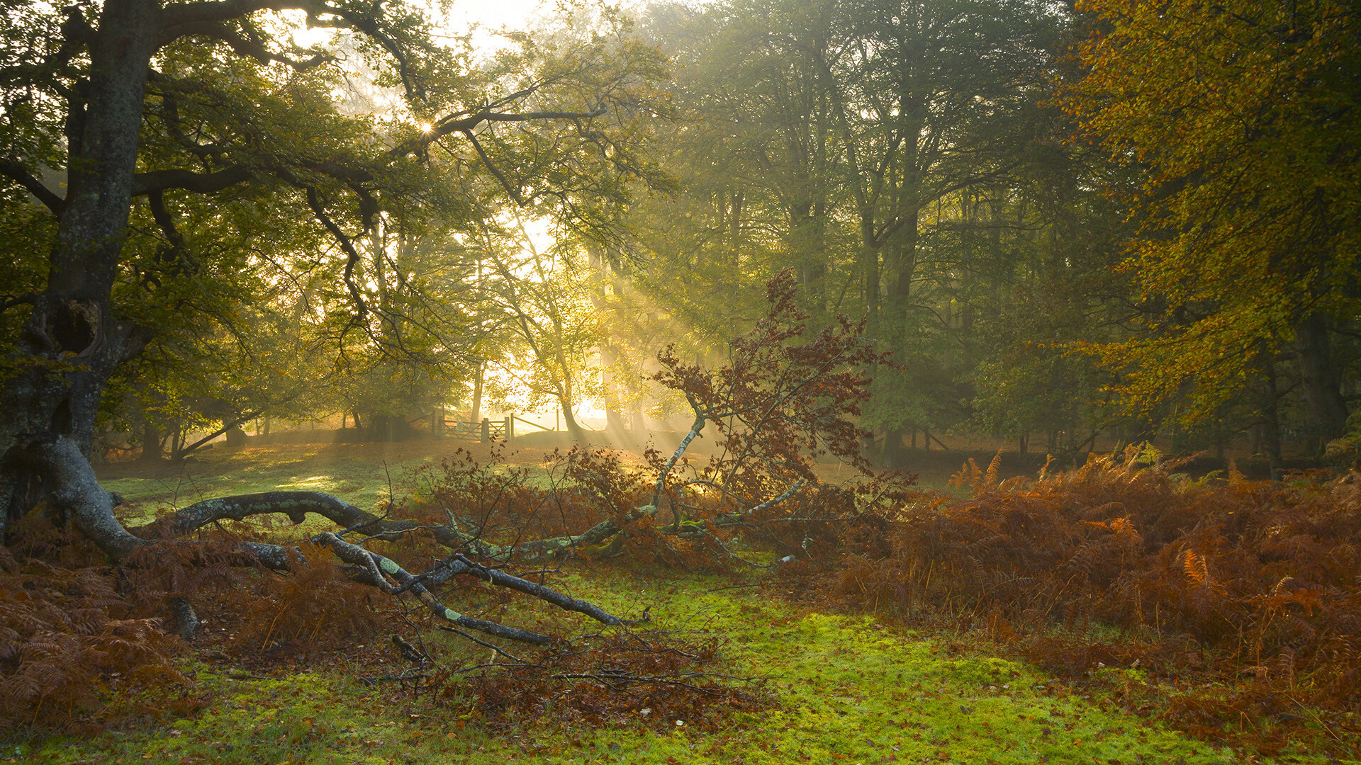 “雪原冠军：白色王者的荣耀战役”，白色雪原是什么短语类型