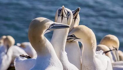 九游娱乐-里奇·麦考退役后，仍然以不同身份支持新西兰橄榄球，nba麦克里兰