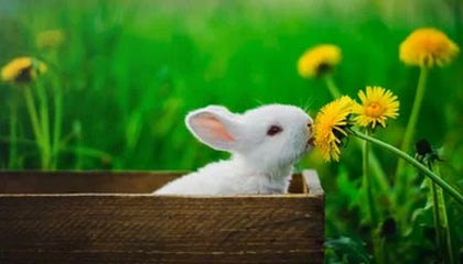 九游娱乐-里奇·麦考退役后，仍然以不同身份支持新西兰橄榄球，nba麦克里兰