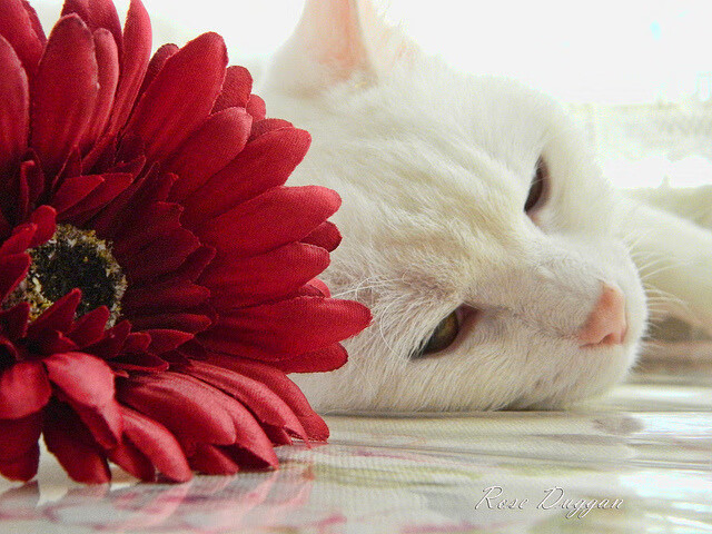 JIU YOU GAME-2025年中国篮球职业联赛新赛制全面推行，中国篮球职业联赛哪年开始