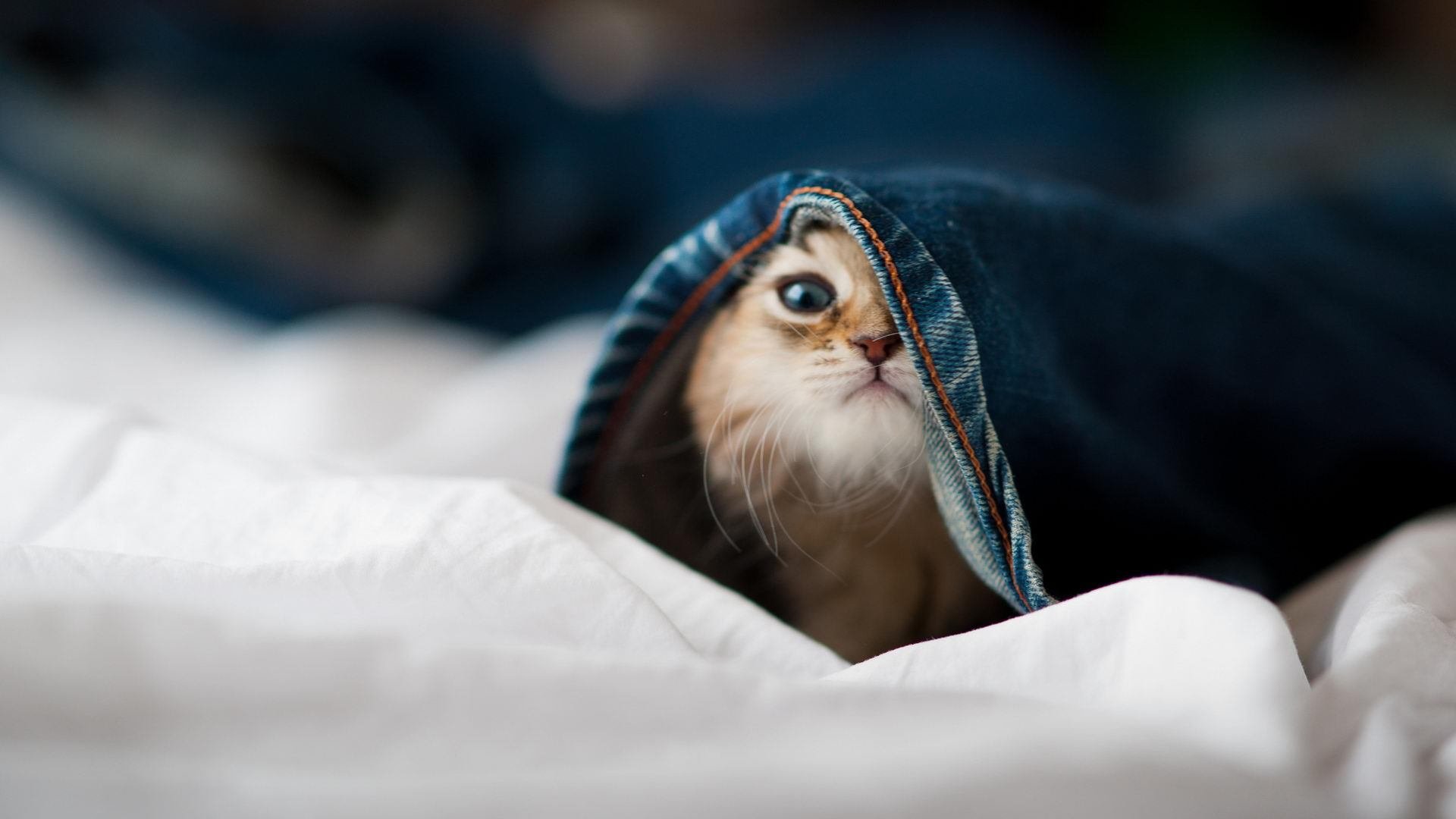 九游官网下载电脑版-IGBT赛场：智能技术助力比赛公平透明，igbt 知乎