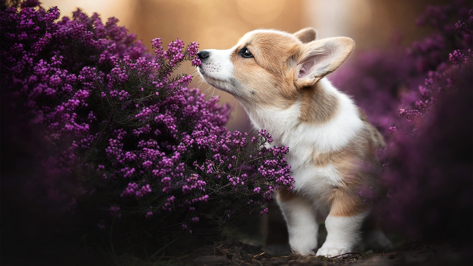 九游9游-《炉石传说》选手：卡牌游戏的策略思考与心理素质，炉石传说卡牌选择